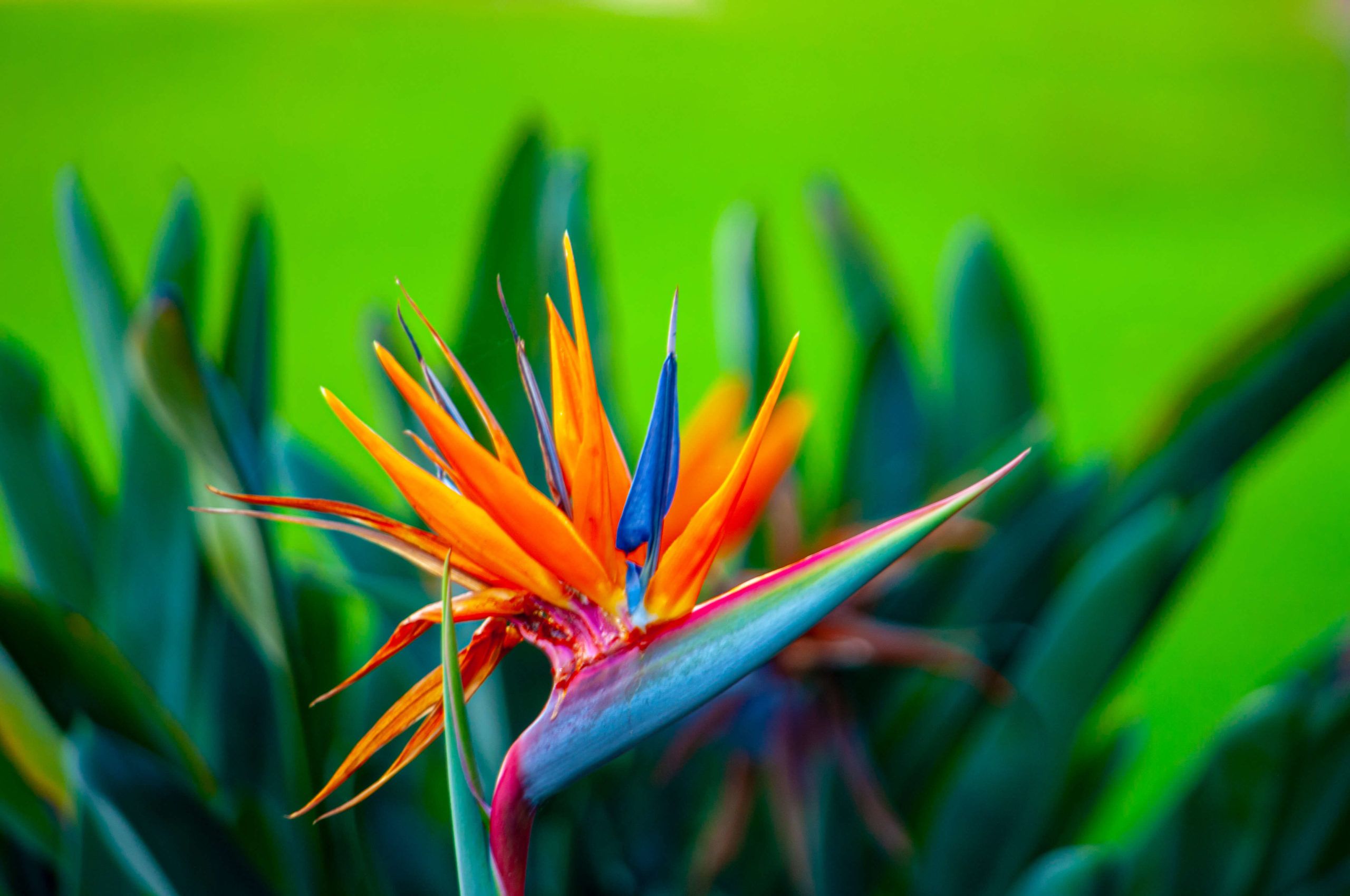 Bird of Paradise DSC_1538