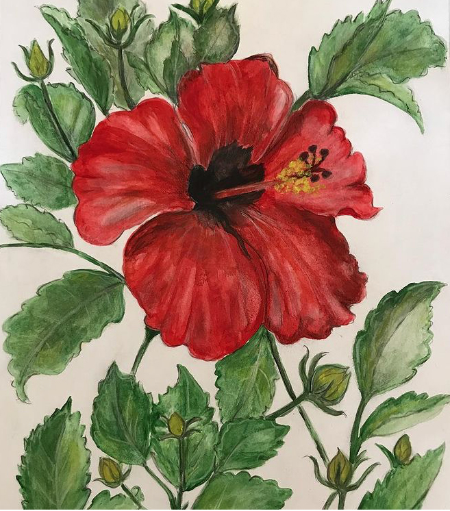 elsie hibiscus