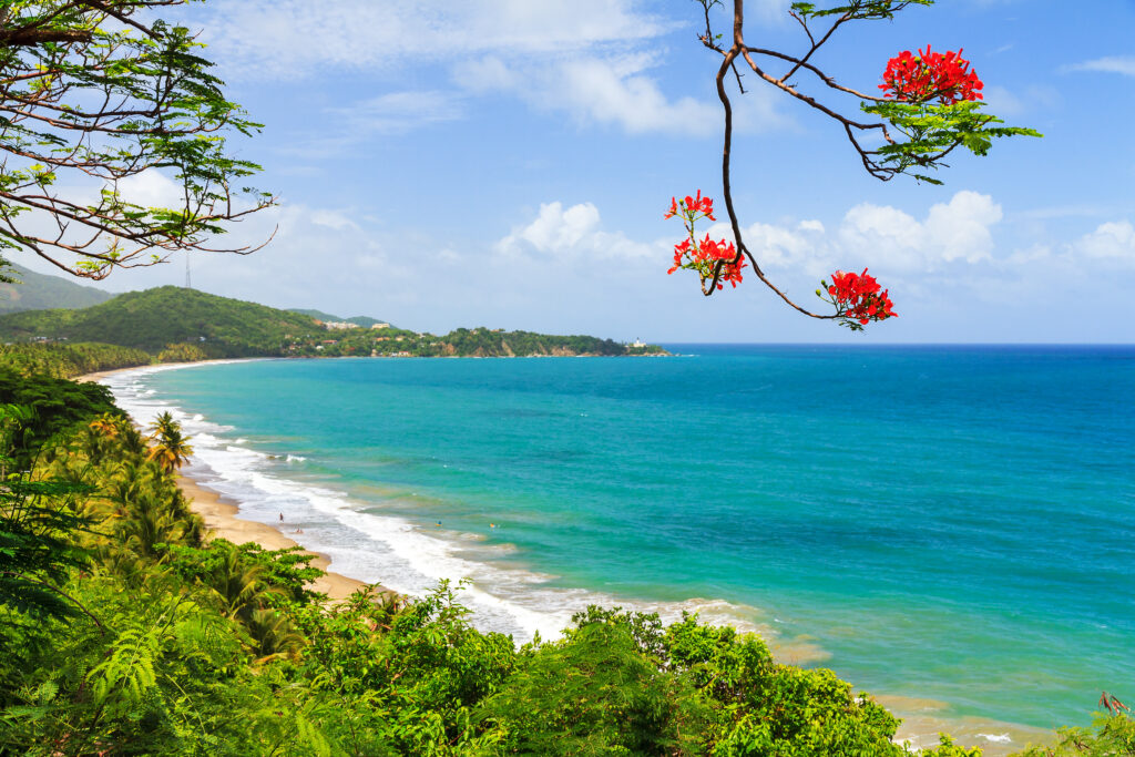 Summer beach Puerto Rico Beautiful tropical summer view of Puerto Rico with red flowers and a white beach