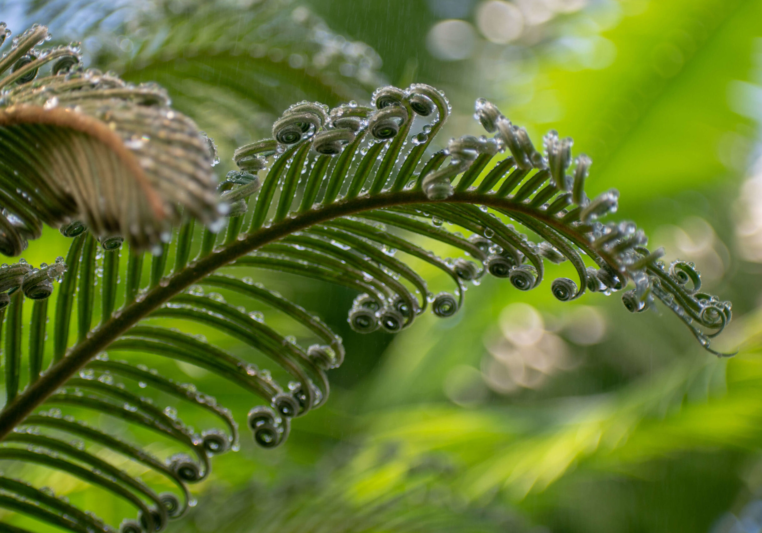 SAGO PALM FROND DSC_7179 SAGO PALM FROND DSC_7179